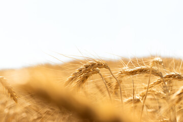 Close-up of golden wheat heads bending in a field, glowing under bright summer sunlight with soft focus background.
