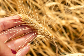  Close-up of a hand gently holding a ripe wheat spike in a golden field, symbolizing harvest, agriculture, and natural food.