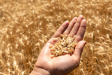  Close-up of a hand holding raw wheat grains in a sunlit field, symbolizing harvest, agriculture, and natural food production.