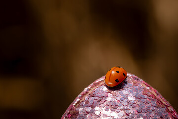 Close-up of a red ladybug with black spots resting on a textured pink glitter surface against a dark blurred background