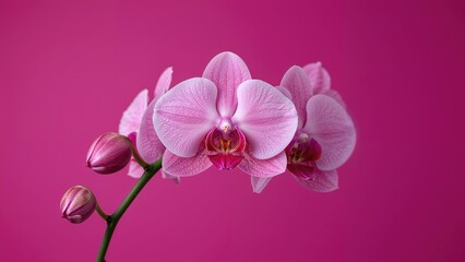 Soft blooms and blossoms of the moth orchid on a dark backdrop, isolated floral design in pink hues