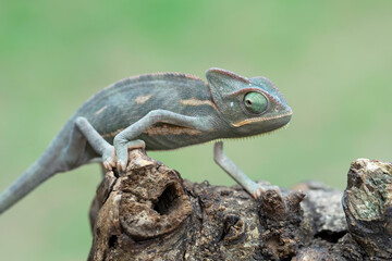Pied veiled chameleon on branch, Baby High Pied veiled chameleon closeup on green leaves, Baby High Pied veiled chameleon closeup on natural background