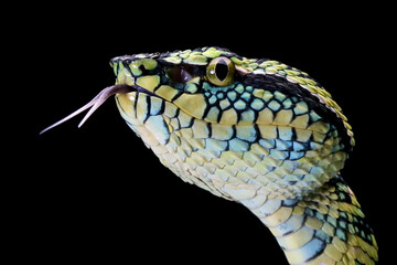 Wagleri viper snake closeup head on black background, beautiful color wagleri snake 