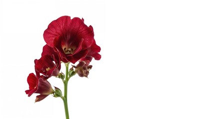 Isolated dark red Antirrhinum bloom against white