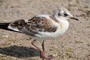 A young laughing gull is standing on a beach in bright summer day.