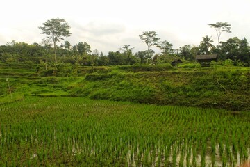 Fototapeta premium rice terraces in bali indonesia