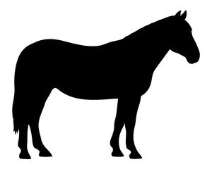 Black silhouette of a calm horse standing on white background vector illustration