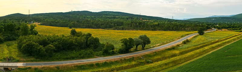 Wide panorama of winding road through blooming sunflower fields