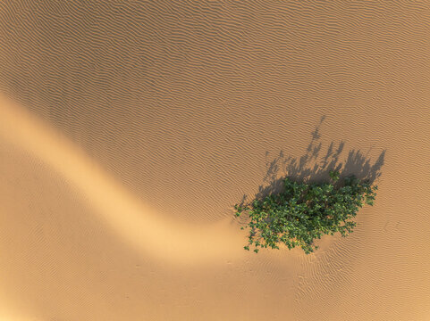 Aerial view of verdant bush casting shadows on rippled sands, a vivid contrast of life and starkness, Ninh Thuan, Ninh Thu&aacute;&ordm;&shy;n, Vietnam.
