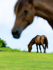 horse and foal