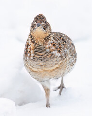 Ruffed grouse closeup walking around in the winter snow in Ottawa, Canada