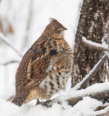Ruffed grouse closeup walking around in the winter snow in Ottawa, Canada