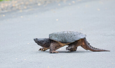 A large snapping turtle crossing the road in the sunshine in Ottawa, Canada
