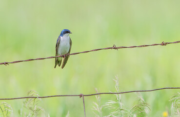 Tree swallow perched on barbed wire in Ottawa, Canada