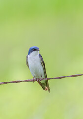 Tree swallow perched on barbed wire in Ottawa, Canada