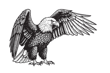Majestic eagle with spread wings, great for powerful and patriotic designs.