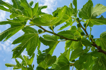 Vibrant green fig leaves and small unripe figs on a branch against a clear blue sky, showcasing the concept of organic farming, healthy eating, mediterranean agriculture