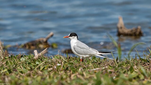 The usual tern, scientifically Sterna hirundo