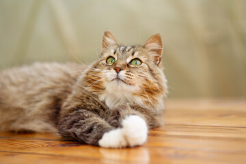summer portrait of beautiful cat looking up lying on wooden table, pet life in nature in countryside
