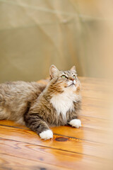 beautiful red fluffy cat resting lying on a wooden table in a summer gazebo, pet life in nature in the countryside