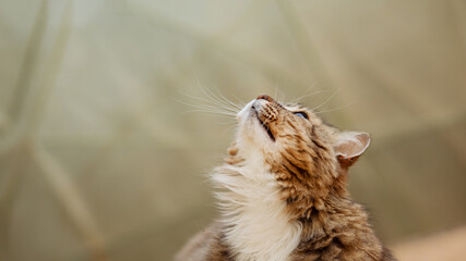 portrait beautiful red fluffy cat looking up , pet life