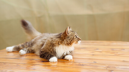 beautiful red fluffy cat resting lying on a wooden table in a summer gazebo, pet life in nature in the countryside
