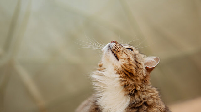 portrait beautiful red fluffy cat looking up , pet life