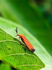 red bug on green leaf
