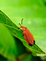 colorado potato beetle