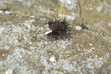 a dark spiny sea urchin resting on a textured, sandy and rocky shallow seabed, showcasing the concept of marine life, coastal ecosystems, underwater exploration