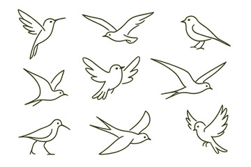Minimalist bird line art collection. Set of various bird species sketches. Dynamic poses. Simple flying bird icons. Vector illustration. Swallow. Dove. Sparrow. Nature logo.