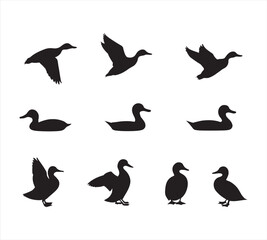 Fototapeta premium set of silhouettes of birds