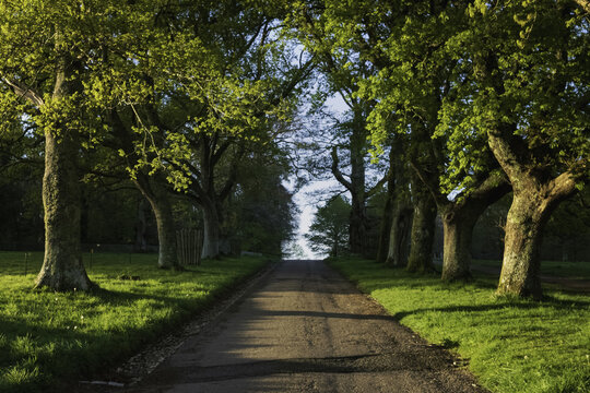 View of a long, grey asphalt road stretches towards the horizon, flanked by tall, green trees, their leaves forming a lush canopy, Bodmin, England, United Kingdom.