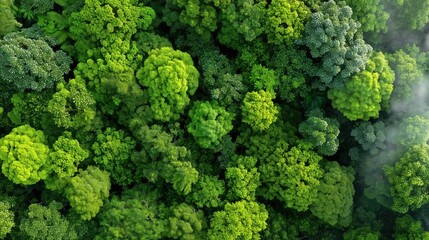 Naklejka premium Aerial View of Lush Green Trees in a Dense Forest Highlighting Nature and Concepts of Carbon Neutrality and Net Zero Emissions for Sustainable Environment