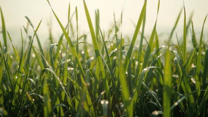 Obraz premium Close-up shot of vivid green grass glowing under natural light