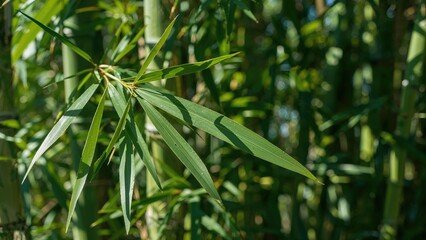 Naklejka premium Detailed shot of vibrant green bamboo foliage in daylight