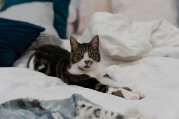 A cat with a striped fur pattern resting on top of the bed