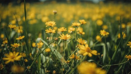Obraz premium Zoomed-in image of flowering rapeseed in open farmland