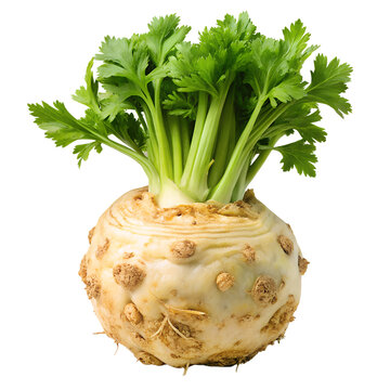 Celery Root PNG Transparent Organic Root Food Pic
