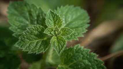 Detailed View of a Stinging Plant