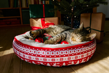 Cute tabby cat sleeping under christmas tree