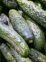 Vertical image of fresh small cucumbers
