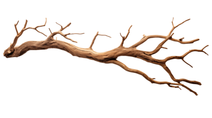 Elegant weathered tree branch with delicate twigs, perfect for design projects and natural aesthetics isolated on white or transparent png.
