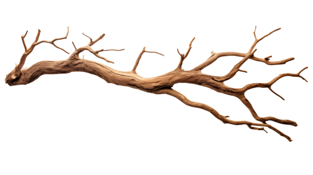 Elegant weathered tree branch with delicate twigs, perfect for design projects and natural aesthetics isolated on white or transparent png.