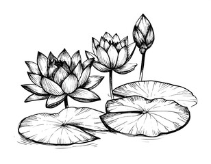 Elegant lotus flowers in line art
