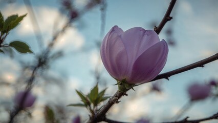 Macro shot of a violet balloon-shaped flower on a branch