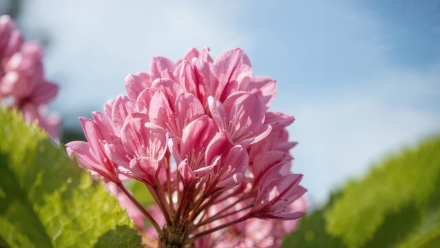 Intimate perspective of pink flowers blossoming with a hazy green leaf and sky scene in a garden environment