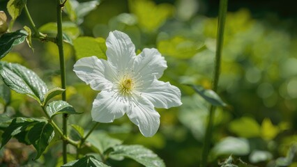 Unfolding Clematis Lanuginosa Flowers Outdoors