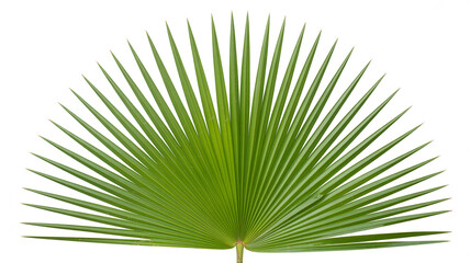 Obraz premium Vibrant Green Palm Leaf: Tropical Nature Photography.