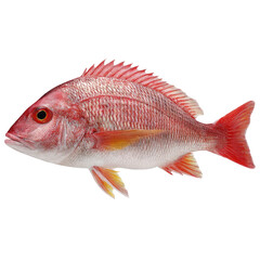 Fresh, whole red snapper, profile view